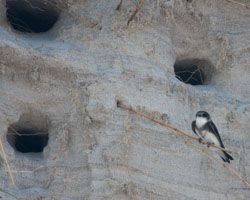 Bank Swallow