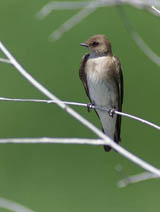 Bank Swallow